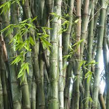 Image result for Bambusa