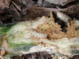 Why do my zucchini rot on the vine. Vine Borers Why A Zucchini Might Suddenly Die