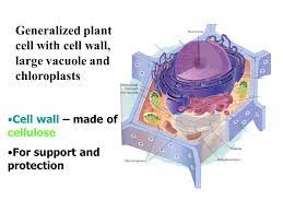 A cell wall is a structural layer surrounding some types of cells, just outside the cell membrane. Generalized Plant Cell With Cell Wall Large Vacuole And Chloroplasts Cell Wall Made Of Cellulose For Support And Protection Ppt Download