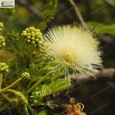 Image result for Albizia