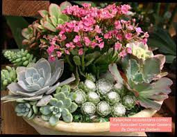 Supermarket Kalanchoe Archives Succulent Design In Gardens Containers More Succulents Home Vegetable Garden Design Easy Plants