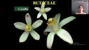 Image result for Rutaceae