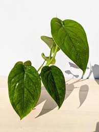 Image result for Chrysophyllum gorungosanum