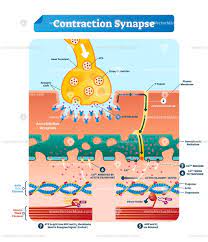 Contraction Synapse Vector Illustration Vectormine Biochemistry Cell Biology Notes Physiology