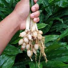 Namun cara membacanya bisa jauh berbeda. Racun Rumput Dalam Bahasa Inggris Muslimstore Id