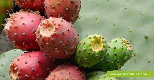 For example, opuntia basilaris refers to the beaver tail if you are referring to the prickly pear cactus there are a number of animals that will use it as food. Prickly Pear Seed Oil And The Skin The School Of Aromatic Studies