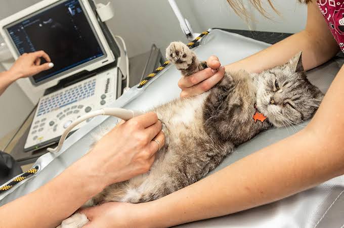 Using Ultrasound as a Diagnostic Tool in Pets - Tigard Life