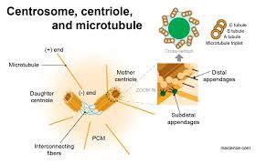 Image result for Centrostigma