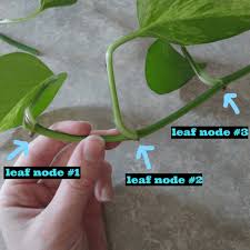 Pothos is one of the easiest plants to propagate from cuttings in water. How To Propagate Pothos In Water Or In Soil Propagate Pothos Pothos In Water Propagate Pothos In Water