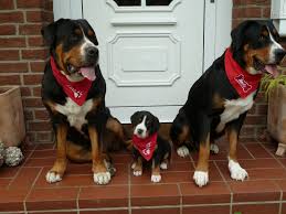 The greater swiss mountain dog is a dog breed which was developed in the swiss alps. Hunde Vom Rheinbogen Hobbyzucht Grosser Schweizer Sennenhunde In Meerbusch