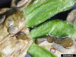 Image result for didymascella thujina