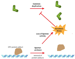 Maybe you would like to learn more about one of these? Cells Free Full Text The Enigma Of Centriole Loss In The 1182 4 Cell Line Html