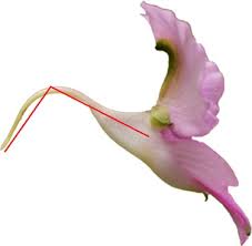 Image result for Impatiens burtonii