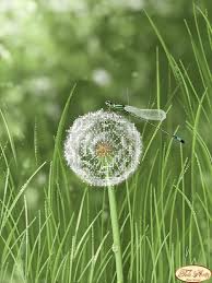 Bead Embroidery Kit Dandelion And Dragonfly Needlework Kit Etsy Dandelion Dandelion Art Dandelion Flower