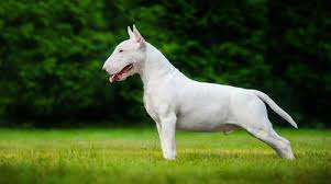 Big White Dog Breeds And Why They Are Great