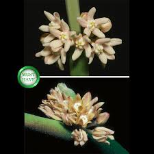 Image result for Cynanchum viminale