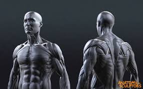 Artstation Human Male Body 3d Model Anatomy For Sculptors Human Male Human Body Model Anatomy Sculpture