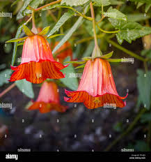 Image result for Canarina