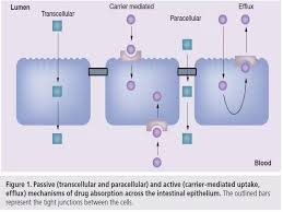 Image result for P-Glycoprotein