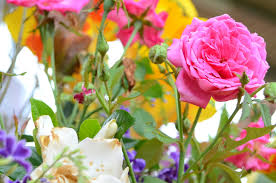 Gartengestaltung mit rosen in töpfen. Rosen Im Topf 5 Wichtige Pflegetipps Willkommen In Franks Kleinem Garten