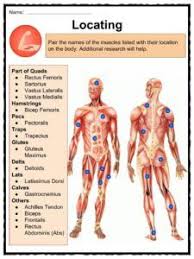 There are numerous types and combinations of the worksheets, and they can be found in almost every medical classroom, aside from size or age the students. Muscular System Facts Worksheets Types Importance For Kids