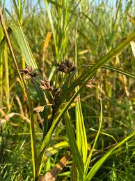 Image result for Bolboschoenus