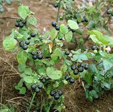 Image result for Solanum memphiticum