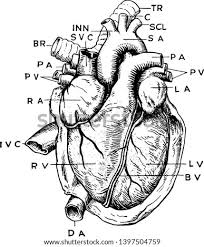 A neat and tidy skeleton diagram. Shutterstock Puzzlepix