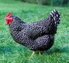 Plymouth rock is the traditional site of disembarkation of william bradford and the mayflower pilgrims who founded plymouth colony in december 1620. Plymouth Rock Schlupfen Eier Buy Plymouth Rock Hatching Eggs Plymouth Rock Chicken Eggs Product On Alibaba Com