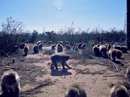 Image result for Honeysuckle 1972 Austin