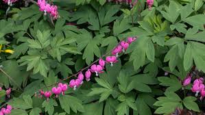 Here's a list of plants that are considered deer resistant, according to. 10 Best Flowering Plants That Deer Will Not Eat