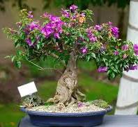 Bougainvillea Bonsai Tree Varieties, Propagation, and Care Guide