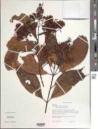 Image result for Corynanthe