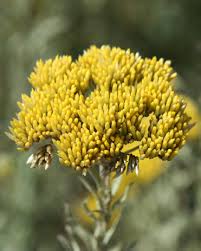 Image result for Syncolostemon elliottii