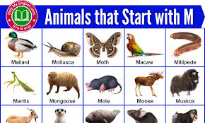 Gulls or seagulls are the common seabirds. 130 Animals That Start With M Animals Beginning With M