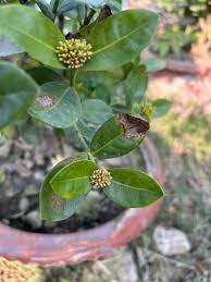 Image result for Ixora mildbraedii
