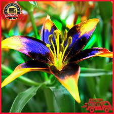 Pin On Flower Bulbs