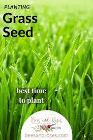 Planting Grass Seed Stop Doing It The Wrong Way Bees And Roses Planting Grass Planting Grass Seed Grass Seed