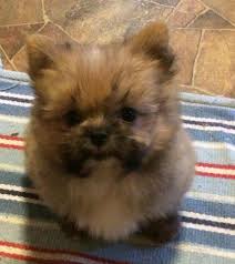 8 wks old beautiful mastiff/pit mix puppies to new home (hvn > new haven ) hide this posting restore restore this posting. Brown Pomeranian X Shih Tzu Novocom Top