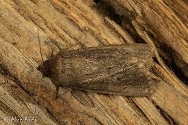 Image result for Graphiphora augur