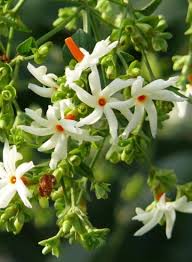 Image result for Trisetopsis milanjianum