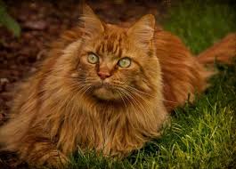 Orange cats can have long or short hair. The Ginger Maine Coon All There Is To Know Pets Kb