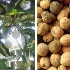 Image result for Croton megalocarpus