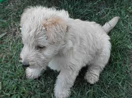 This breed matures slowly and is in the puppy stage for a while. Best 31 Lakeland Terrier Wallpaper On Hipwallpaper Boston Terrier Puppy Wallpaper Smooth Fox Terrier Wallpaper And Boston Terrier Wallpaper