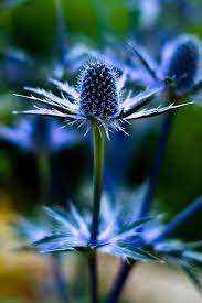 chardon bleu protection contre la maladie et le mauvais sort fleurs bleues photo fleurs planter des fleurs