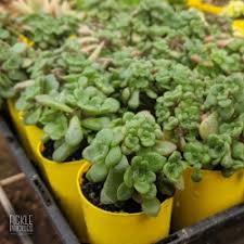 A simply beautiful sculpture plant with matt green succulent leaves which blush to burgundy towards the margins. Kalanchoe Thyrsiflora Bronze Sculpture Flapjacks Fickle Prickles
