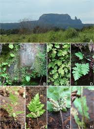 Image result for Anemiaceae