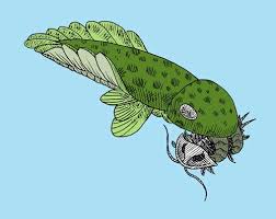 Anomalocaris (unlike other shrimp, or abnormal shrimp) is an extinct genus of radiodont (anomalocaridid), an order of animals thought to be closely related to ancestral arthropods. Anomalocaris First Apex Predator