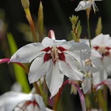 Image result for Gladiolus huillensis