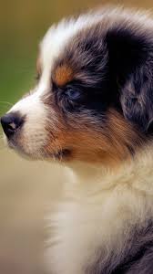 Australian shepherds are the only breed and primary focus at ramblin ridge. Puppy Wallpaper Australian Shepherd Pets Lovers